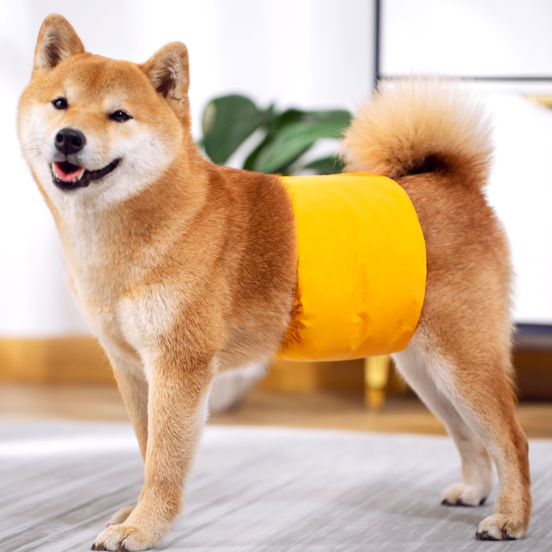 3 Pack Dog Belly Bands Washabl - Multi Pack Underwear บทวิจารณ์และราคา